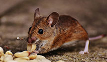 24 Hour & Emergency Exterminators in East Fayetteville, NC
